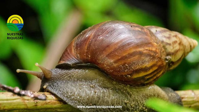 SAG alerta fitosanitaria tras detección de caracol gigante africano en Chile