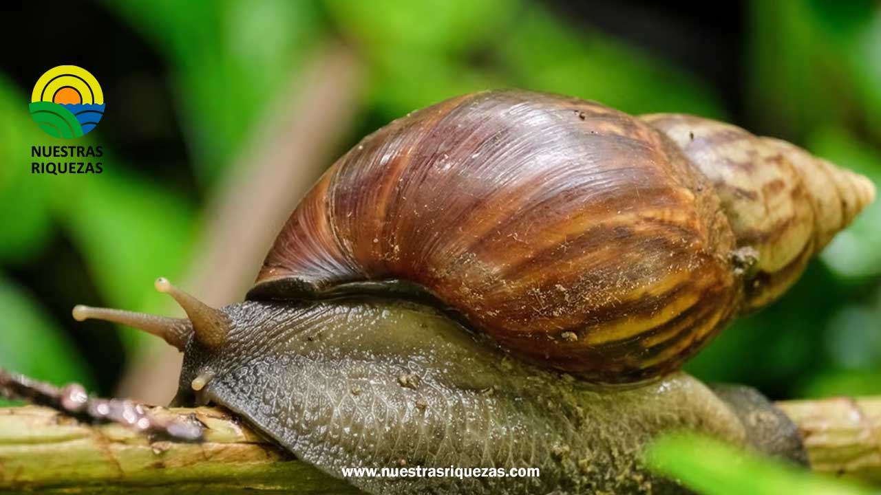 SAG alerta fitosanitaria tras detección de caracol gigante africano en Chile