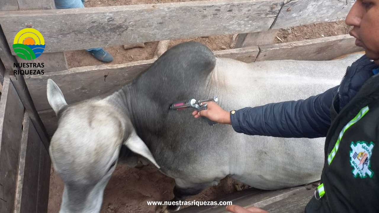 SENASAG inició campaña contra la radia bovina en Bolivia