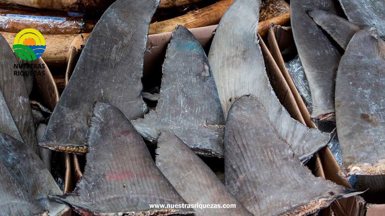 ¡Tiburones en peligro! Incautaciones récord de aletas de tiburón en América Latina