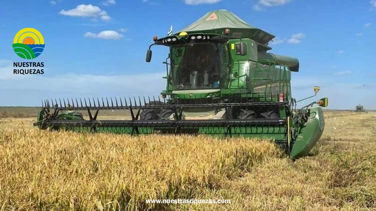 Uruguay expande sus horizontes agrícolas: Exportaciones de arroz y colza a nuevos destinos