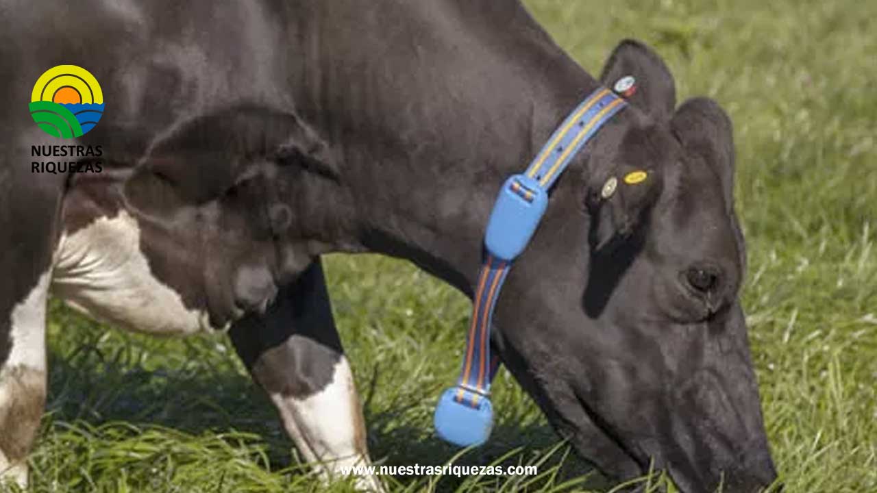 App revoluciona el monitoreo de la salud de las vacas