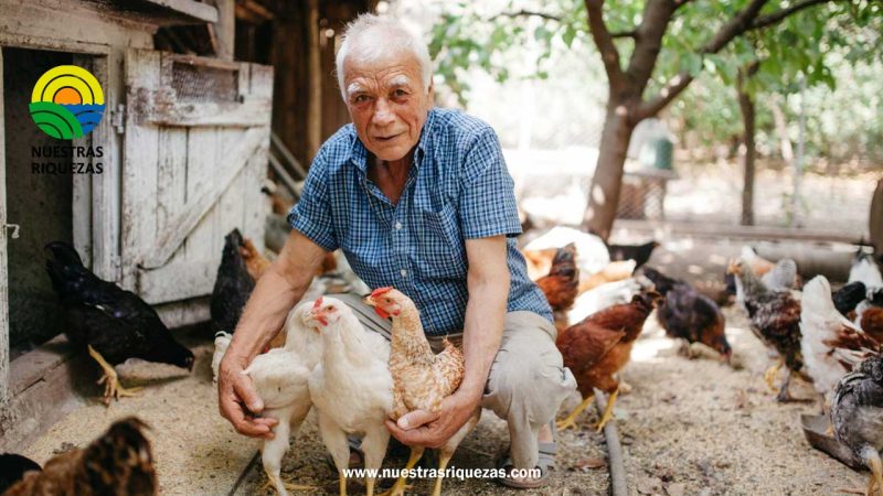Chile se declara País Libre de Influenza Aviar Altamente Patógena en aves de corral