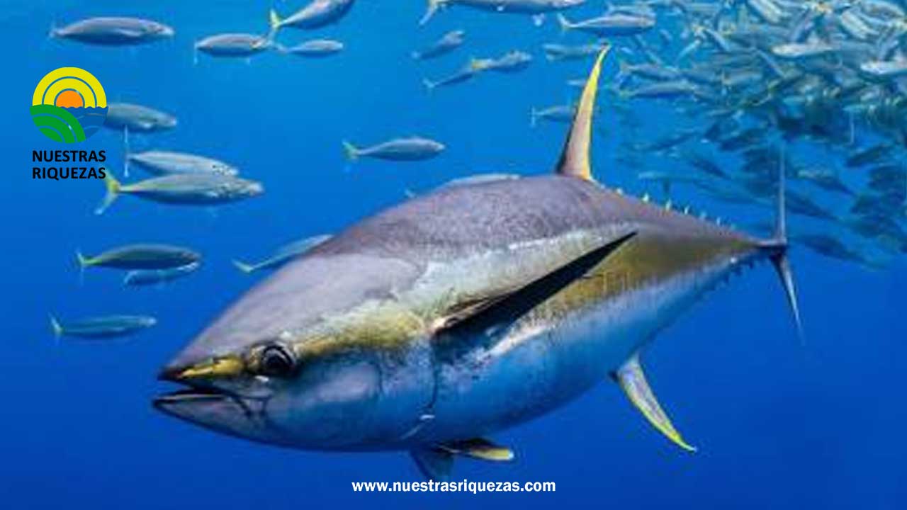 Cinco empresas, tres de ellas ecuatorianas, logran la certificación Marine Stewardship Council (MSC) para atún barrilete.