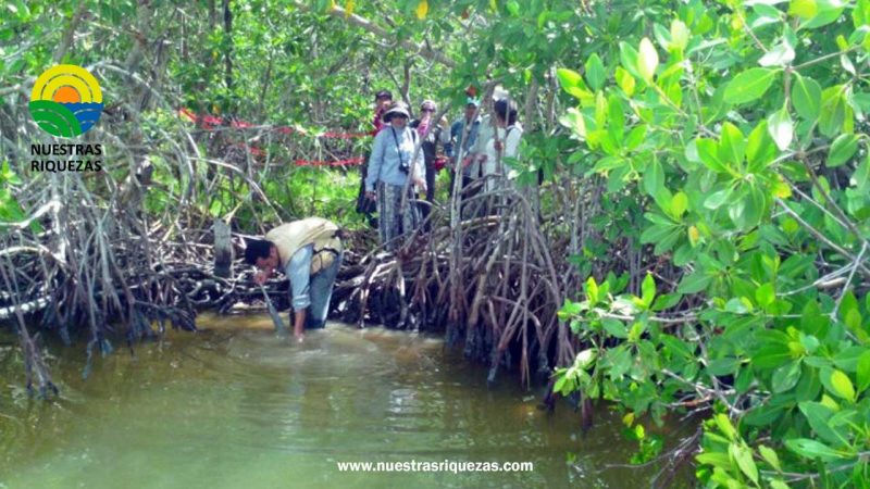Colombia, centro mundial de la conservación del manglar