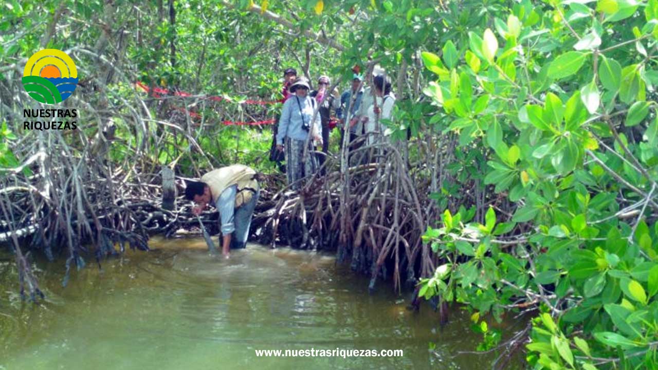 Colombia, centro mundial de la conservación del manglar