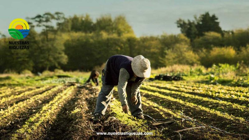 Cómo es el plan que lanzó un organismo de la ONU para enfrentar el impacto de El Niño