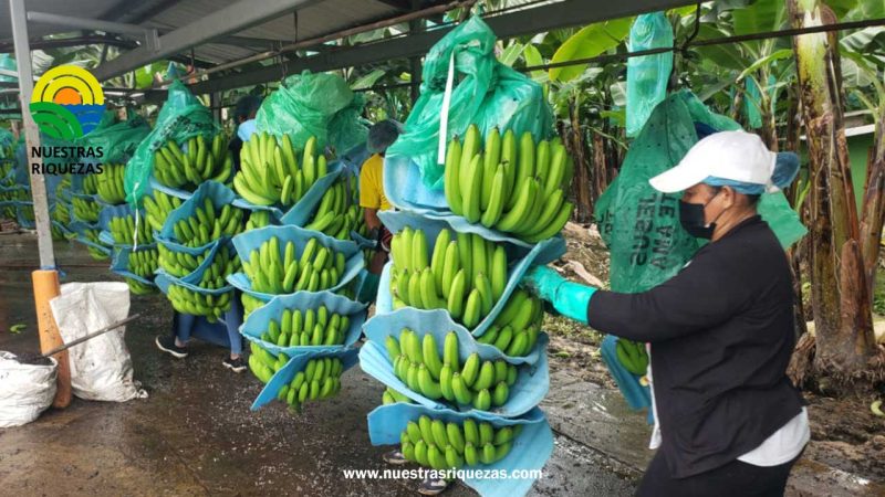 Comunicado de la Subsecretaría de Musáceas del Ministerio de Agricultura y Ganadería (MAG)