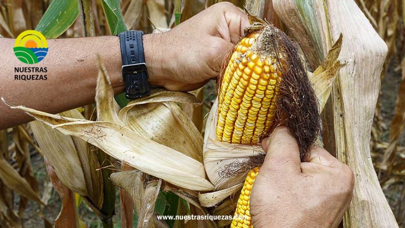 Desafíos y Oportunidades: La Producción de Maíz en Ecuador