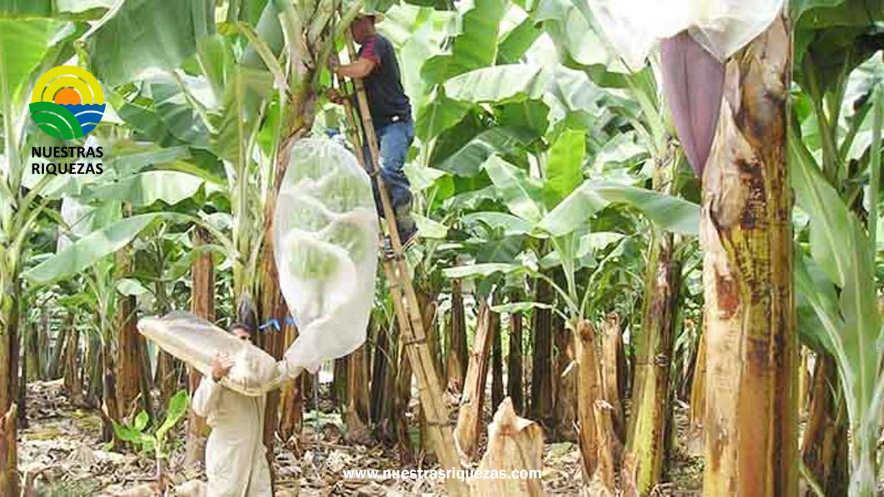Ecuador, Colombia, Costa Rica y México trabajan conjuntamente para prevenir la aparición de “Fusarium”