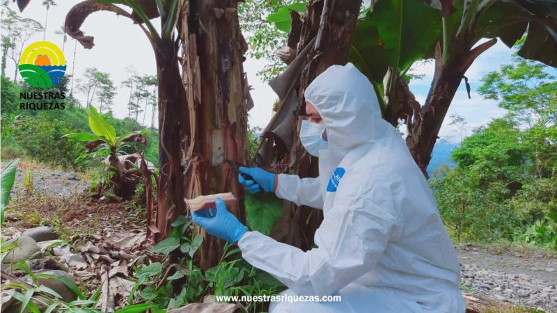 Ecuador intensifica vigilancia y monitoreo para prevenir el ingreso de Foc R4T