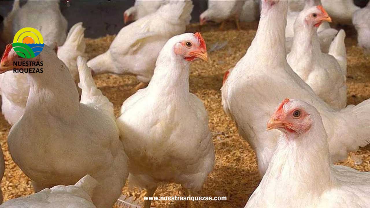 Ecuador protege la salud humana al restringir el uso de antibióticos para el crecimiento de pollos