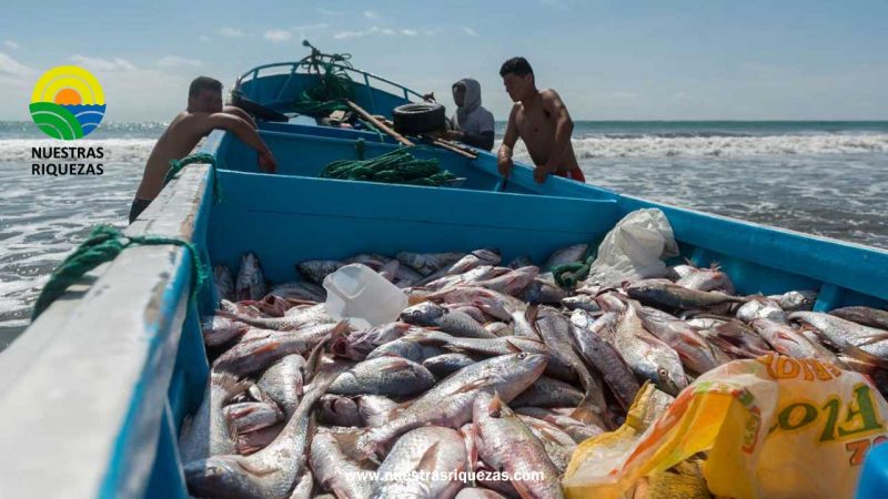 El Niño amenaza a la pesca ecuatoriana: los desafíos para un sector clave