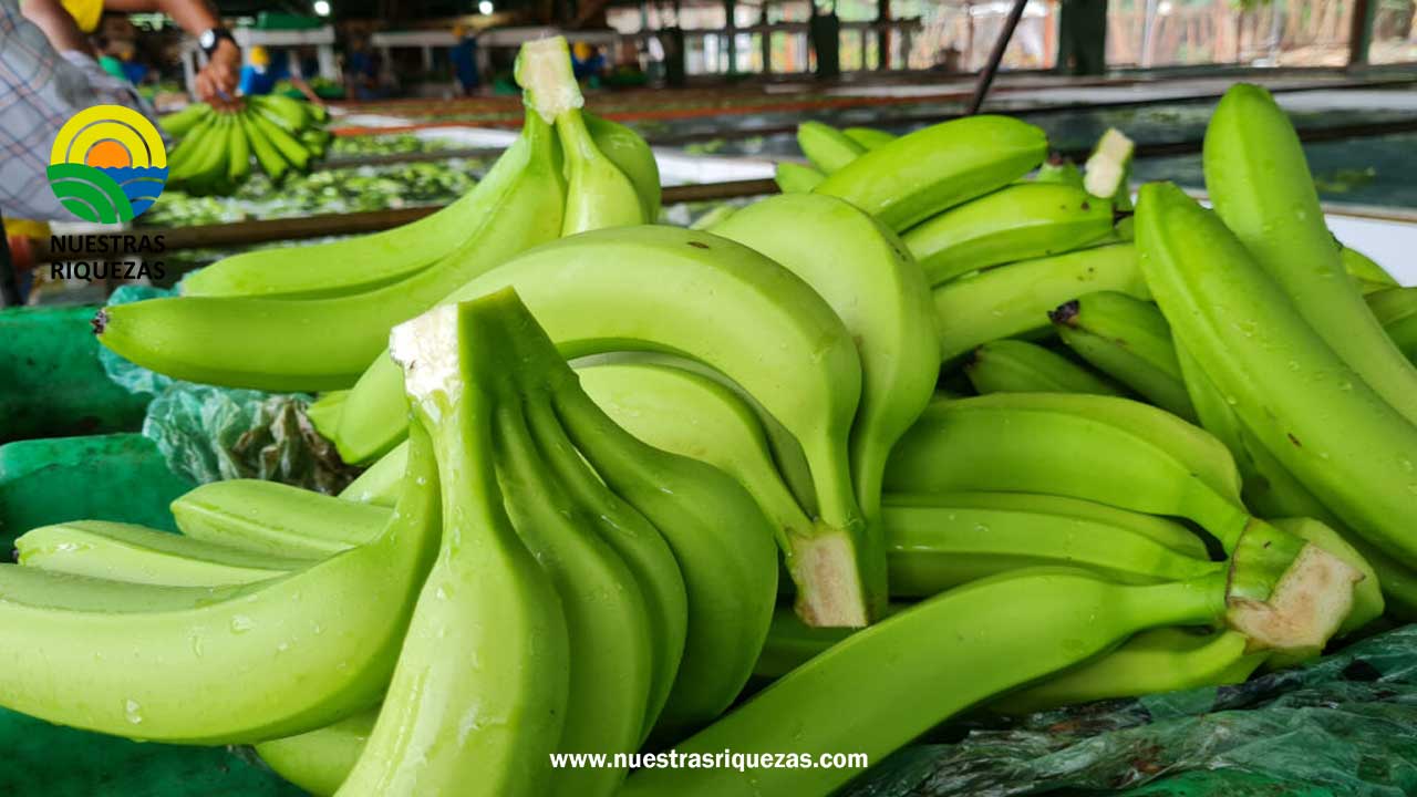 El Sistema Unibanano entra en proceso de actualización