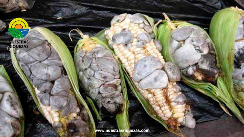 El hongo negro devora los sembríos de maíz en Manabí