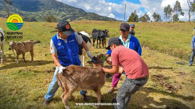 GORE Piura ejecuta proyecto de inversión de ganado en 64 distritos de la región