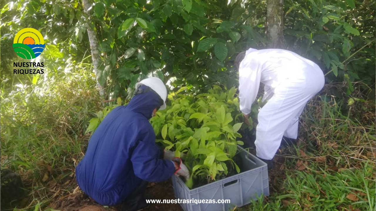 En la Amazonia, la agricultura sostenible también es parte de la solución