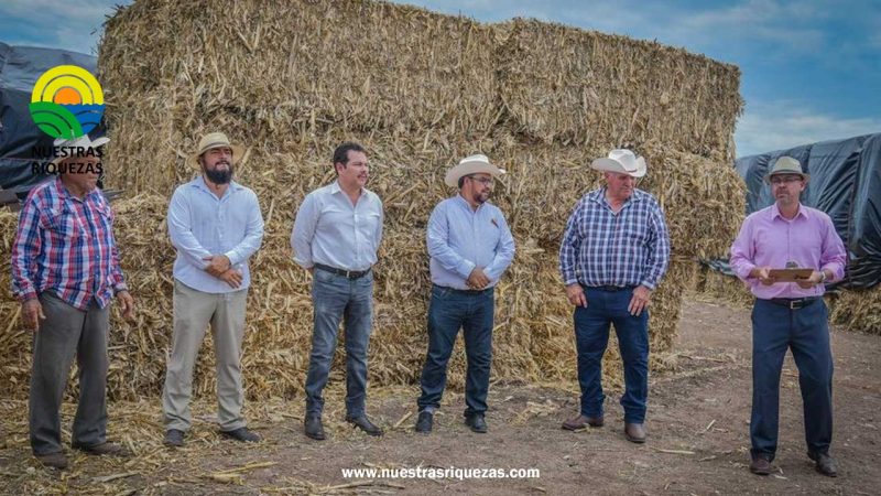 Ganaderos de Salvador Alvarado en México reciben apoyos de pacas de rastrojo de maíz