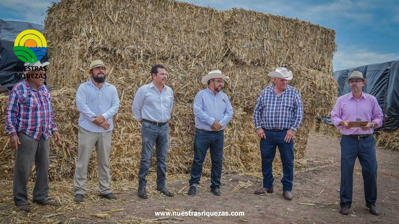 Ganaderos de Salvador Alvarado en México reciben apoyos de pacas de rastrojo de maíz