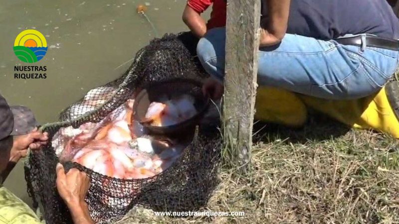 IV Festival de la Tilapia Chapintza 2023