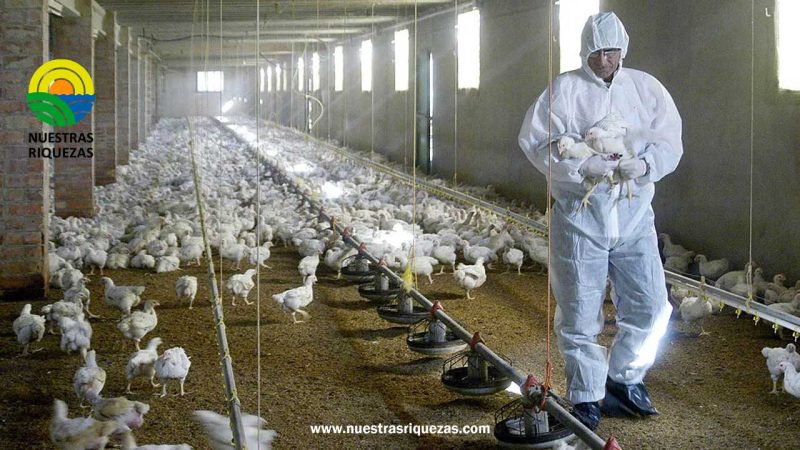 Influenza aviar: Argentina cerró el último brote en aves comerciales y se autodeclaró país libre