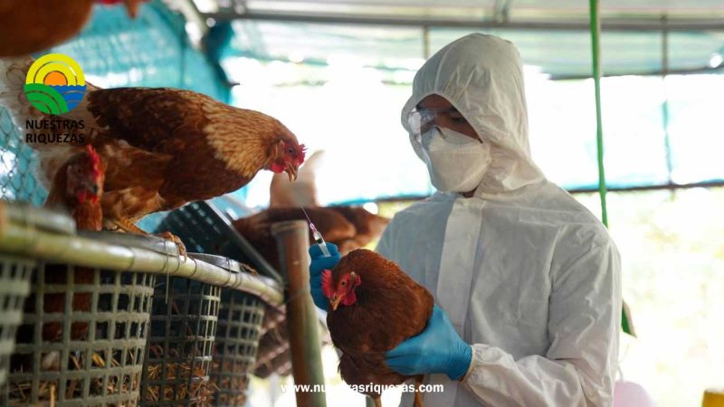 Influenza aviar: OPS alerta sobre brotes en las Américas