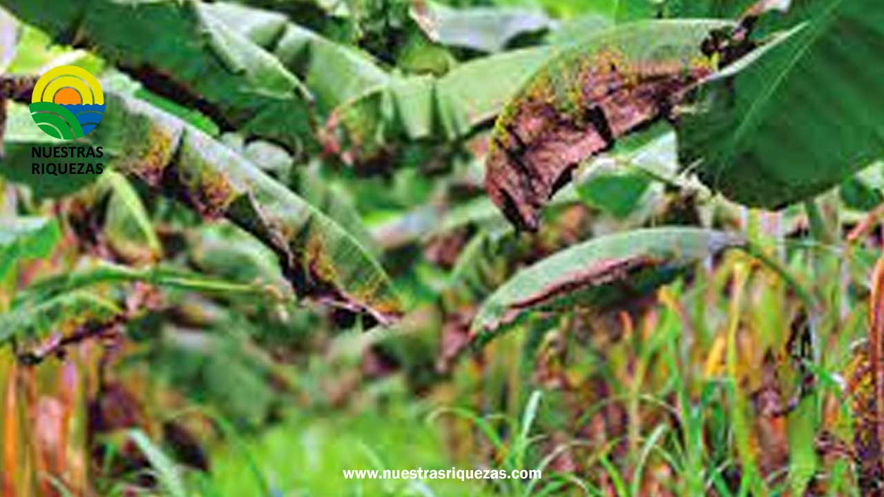 Inteligencia artificial para detectar la Sigatoka Negra en Ecuador