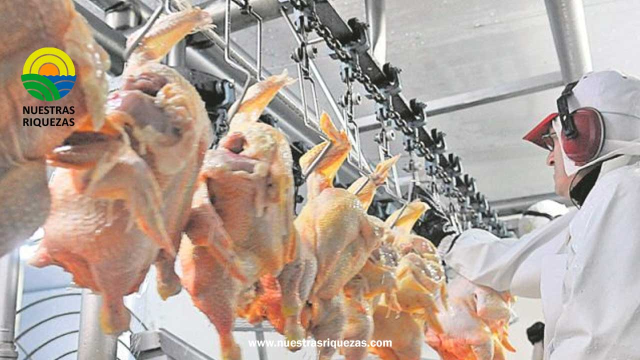 Japón levanta suspensión y permite la entrada de carne de pollo colombiana ICA anuncia que el país asiático dio luz verde para el ingreso de carne de pollo colombiana