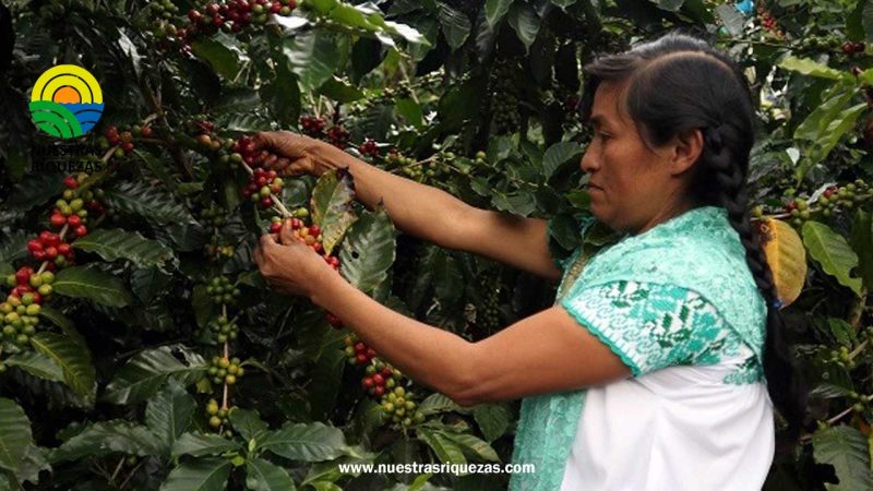 México, punta de lanza en políticas a favor de la cafeticultura