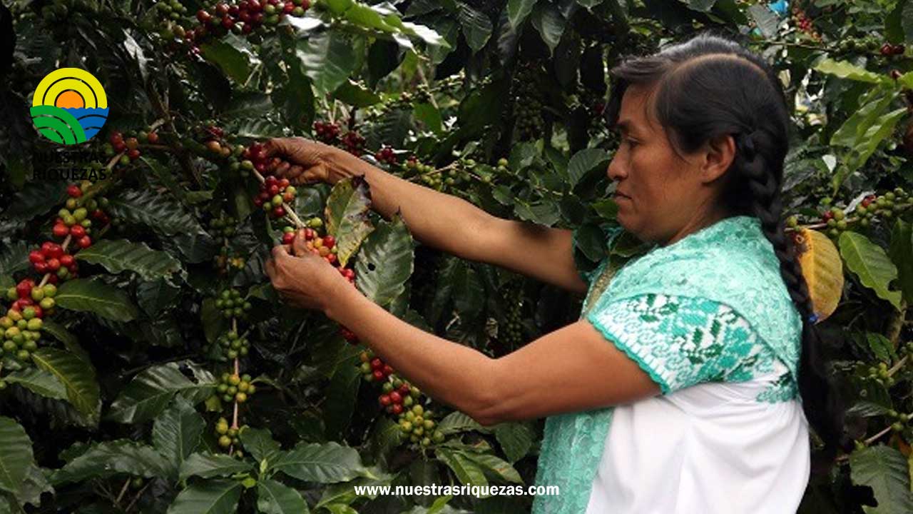 México, punta de lanza en políticas a favor de la cafeticultura