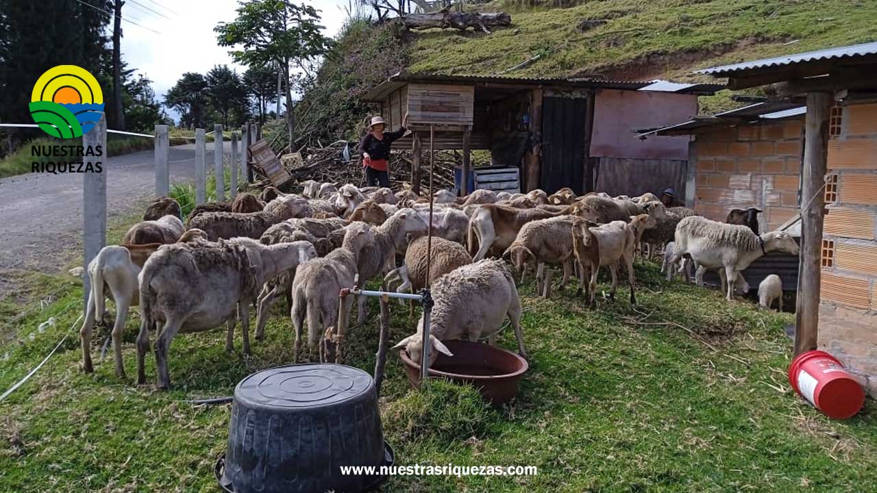 Ovinos de alta genética mejorarán la producción en el cantón Nabón