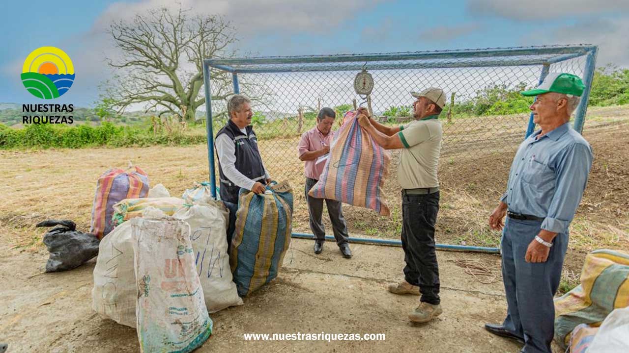 Productores de maíz de Tosagua trabajan por el ambiente