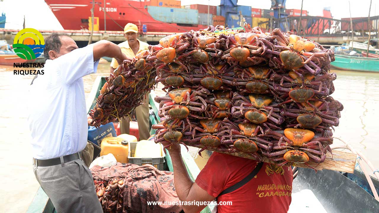 Segunda veda del cangrejo rojo inicia el 15 de agosto