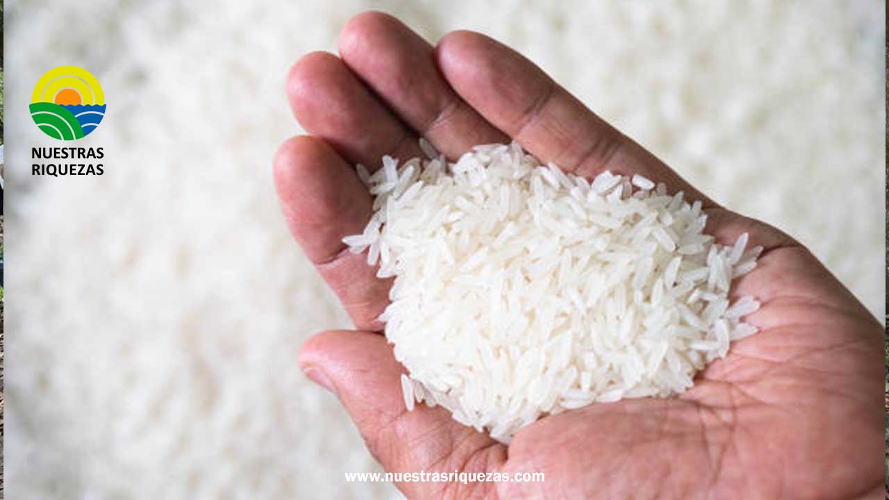 Uruguay: las primeras 1.000 toneladas de arroz llegan a Ecuador en septiembre