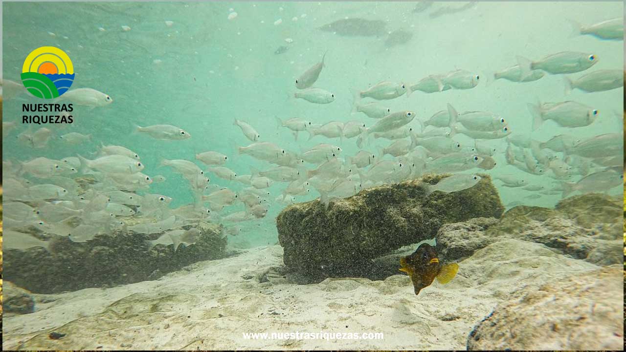 Vertido de agua contaminada de Japón en el Pacífico genera preocupación en el sector pesquero de Ecuador