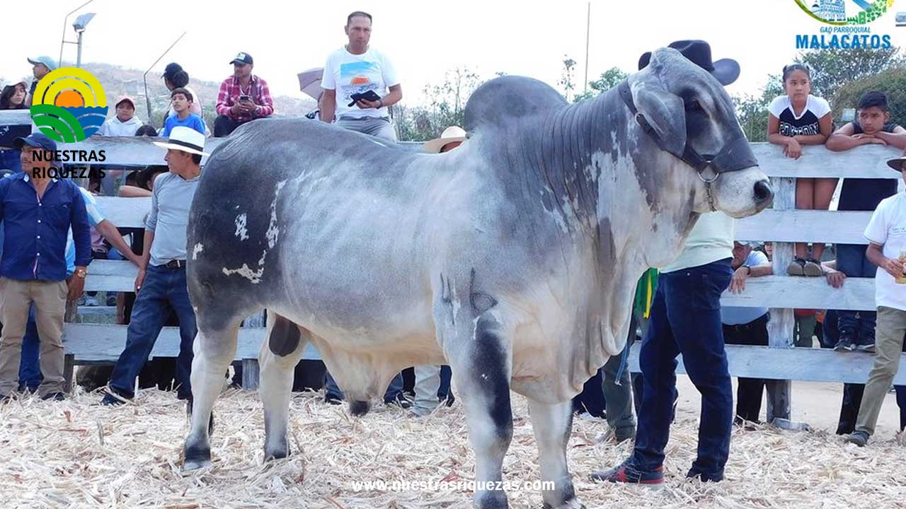 XXIII Feria ganadera “Señor de la Caridad”