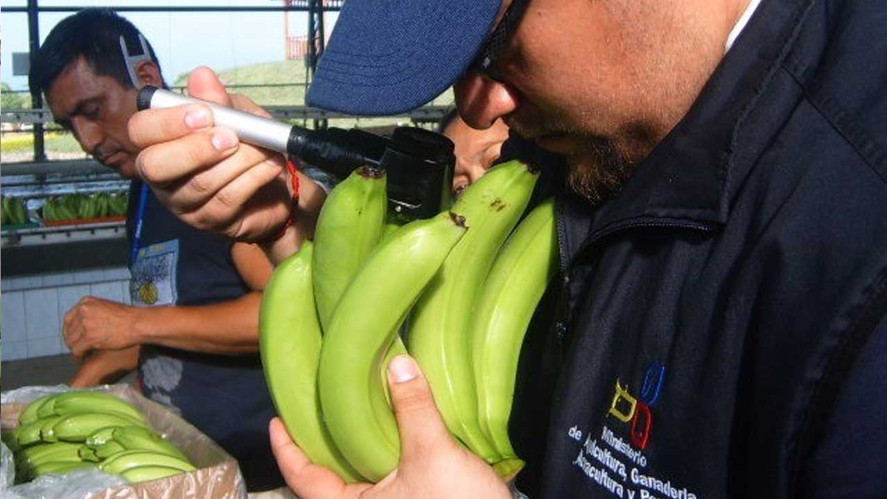 Aduana de Ecuador rechazó declaraciones de exportación de bananos