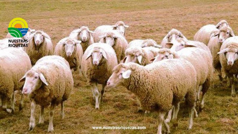 Argentina y Chile Firman Acuerdo para Exportar Ovinos y Caprinos