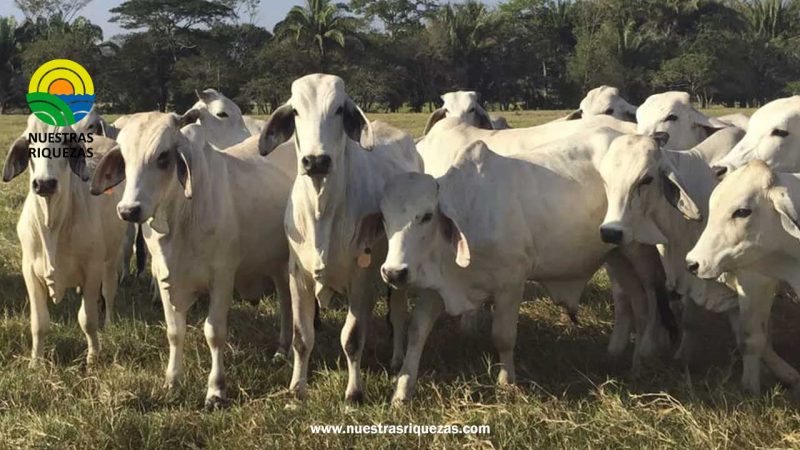 Cómo se comportará el precio del ganado de exportación en Colombia