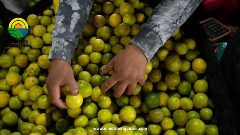 Crisis del limón en el Perú: Escasez de fertilizantes, protestas, ciclón Yaku y los factores que hicieron que su precio se incrementara