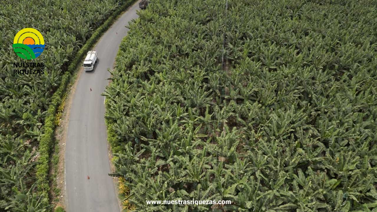 Ecuador anuncia mayor control en la exportación de banano, ante cargamentos contaminados con cocaína