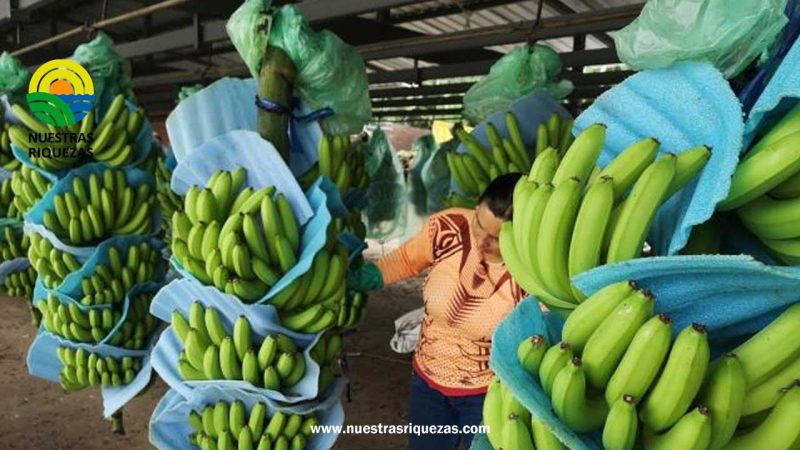 Ecuador emite permisos para iniciar distribución comercial controlada de variedad de musácea resistente al Fusarium raza 4