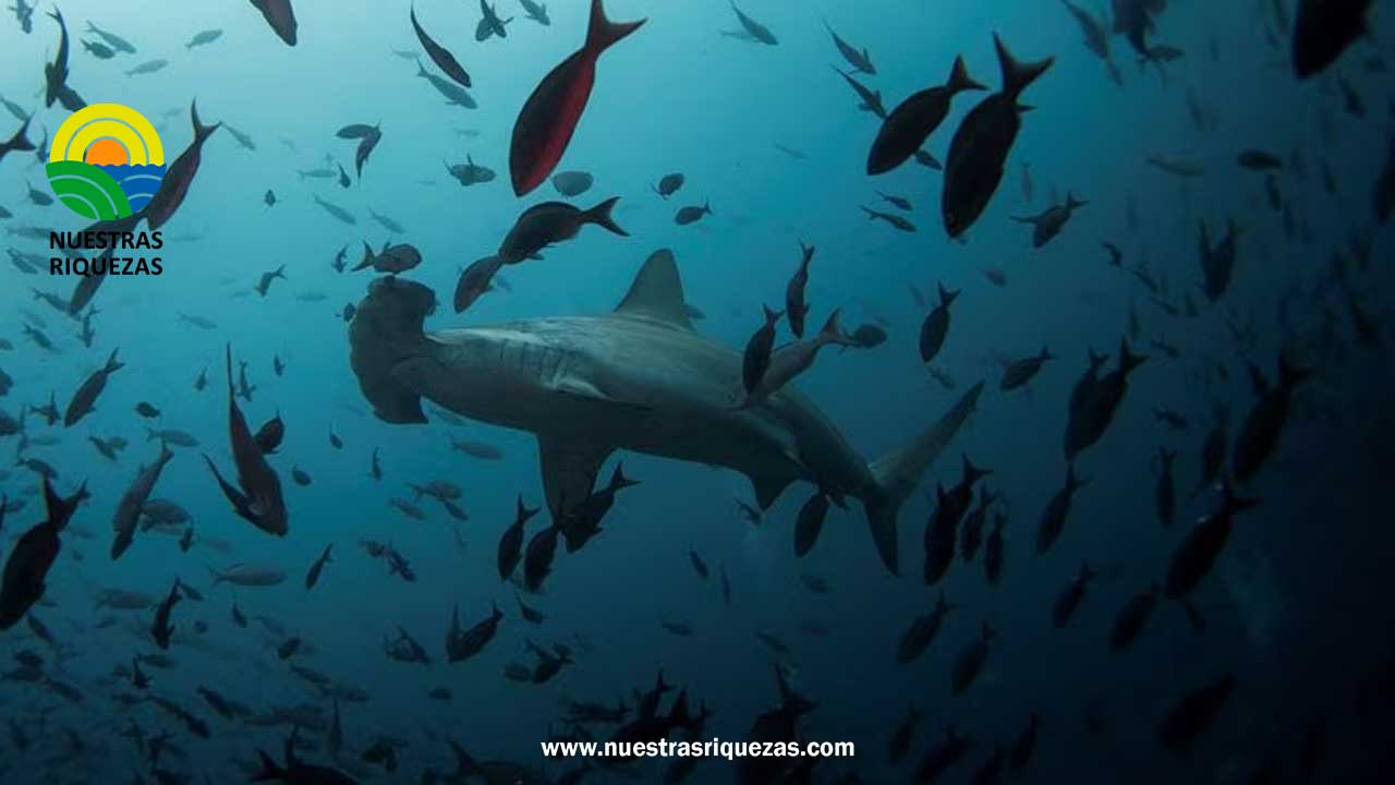 Ecuador y EE. UU. protegen a tiburones y rayas