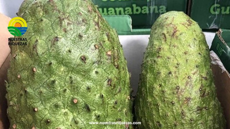 Ecuador: Más cerca de lograr el acceso de la guanábana a EE.UU.