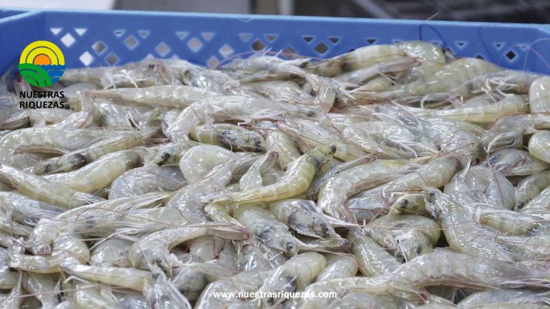 El camarón ha sido más rentable para Ecuador que el petróleo