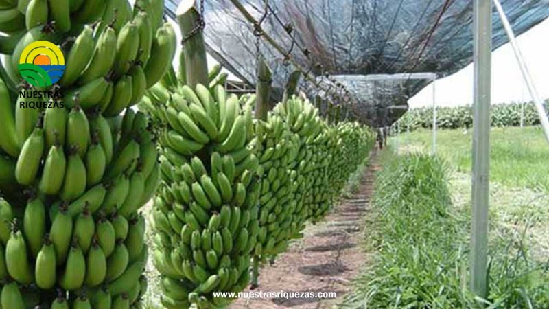 Exportación de banano orgánico ecuatoriano a Europa representa un 88%