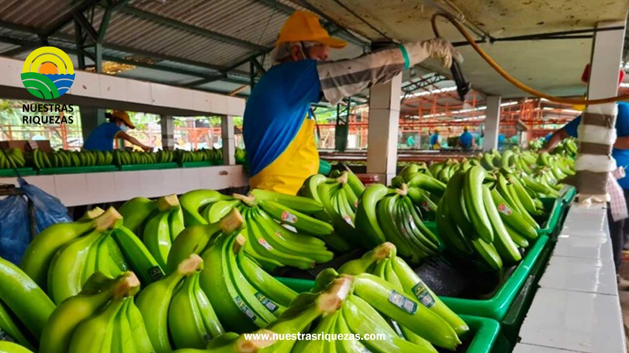 Exportaciones alimentarias de Ecuador pueden transformar la cocina mediterránea en Europa