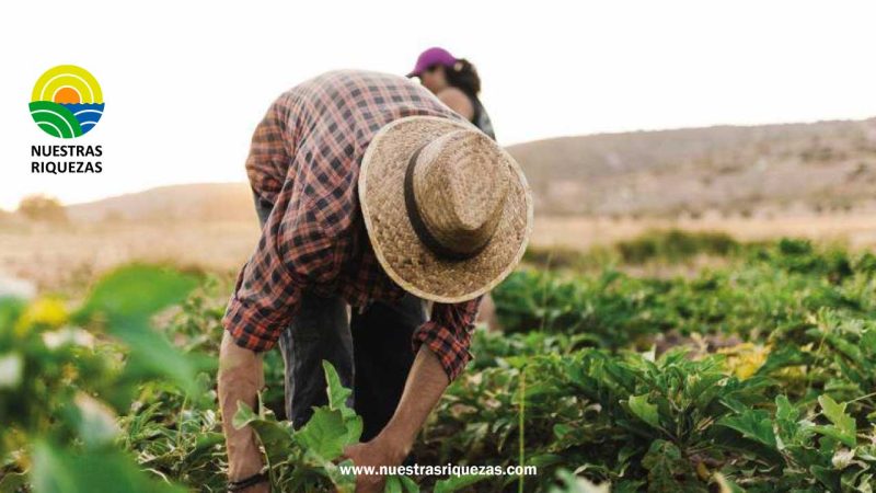  Fenómeno de El Niño: el sector agrícola podrá pedir créditos hasta USD 150 mil y a 10 años plazo