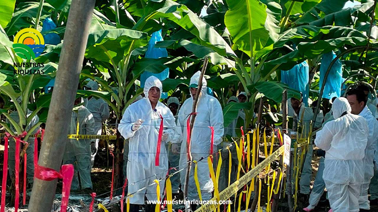 Fusarium R4T: Ecuador, Colombia, Costa Rica y México intercambian experiencias sobre buenas prácticas