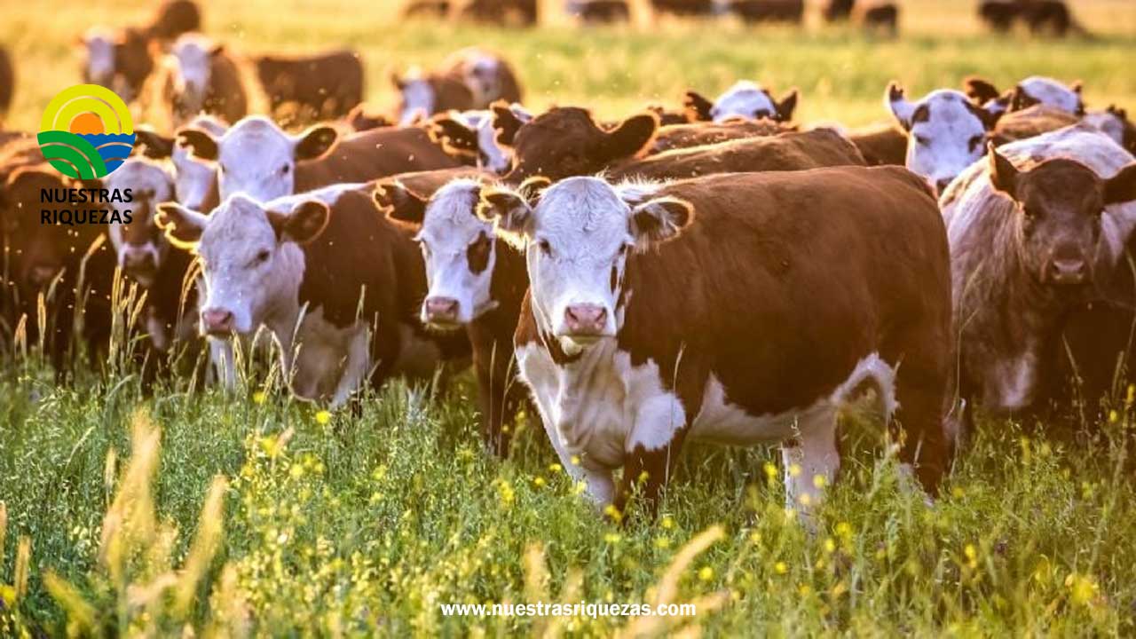 Ganadería: reclaman una estrategia para generar 660 mil nuevos puestos de trabajo